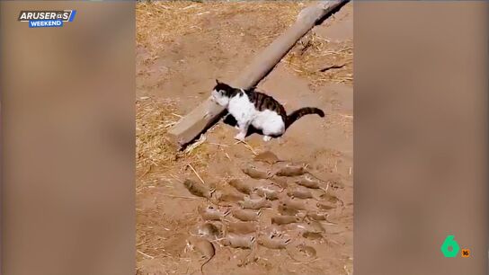 Se levanta por la ma&ntilde;ana y se encuentra 27 ratas muertas cazadas por su gato
