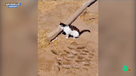 Se levanta por la mañana y se encuentra 27 ratas muertas cazadas por su gato Se levanta por la mañana y se encuentra 27 ratas muertas cazadas por su gato