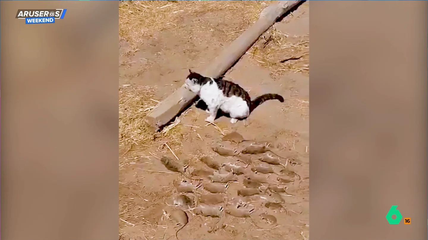 Se levanta por la mañana y se encuentra 27 ratas muertas cazadas por su gato Se levanta por la mañana y se encuentra 27 ratas muertas cazadas por su gato