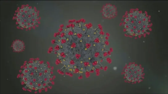 Cepa de un virus Cepa de un virus