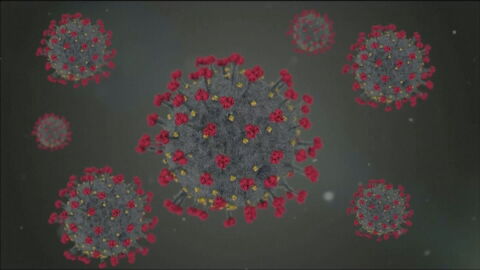 Cepa de un virus