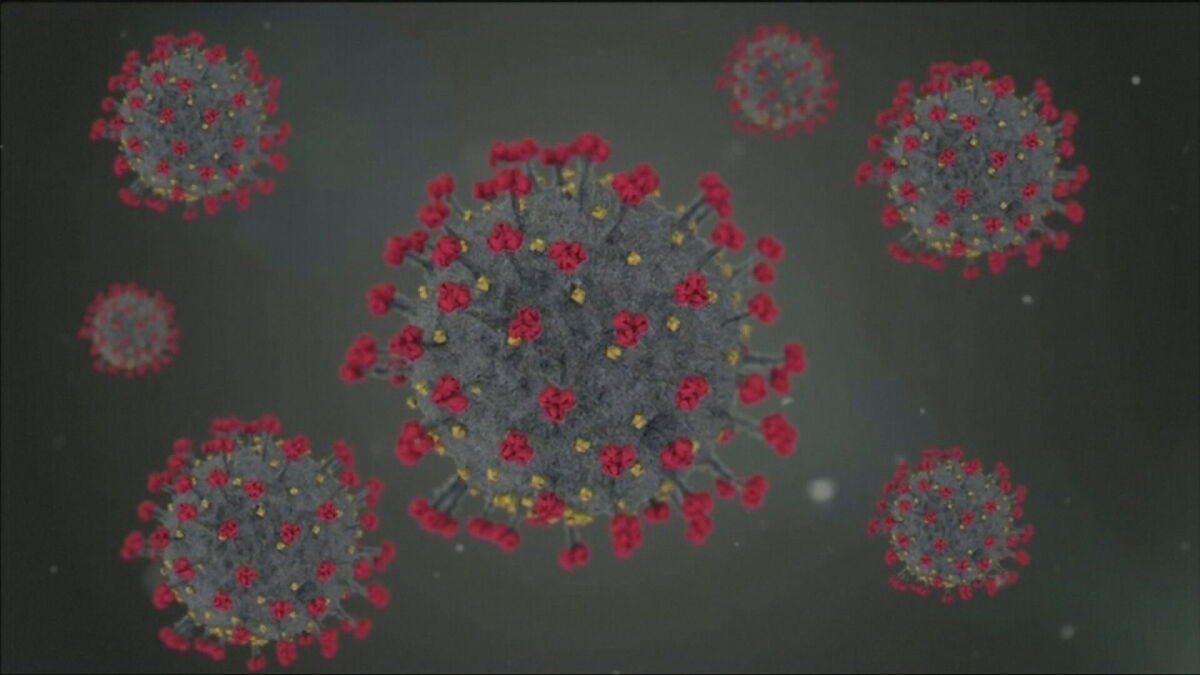Los virus más peligrosos del mundo: el hantavirus, entre los más mortíferos con una letalidad del 30 o 40%