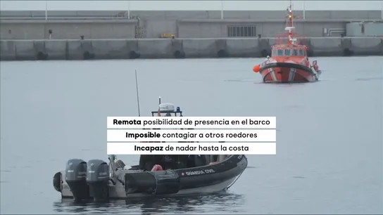 Clavijo, la IA y ratas nadadoras: la intrahistoria de un temor infundado que Sanidad tuvo que atajar Clavijo, la IA y ratas nadadoras: la intrahistoria de un temor infundado que Sanidad tuvo que atajar