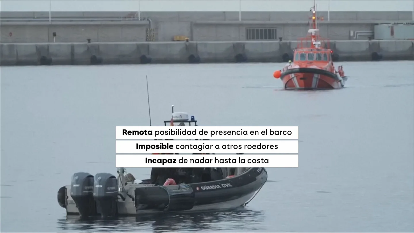 Clavijo, la IA y ratas nadadoras: la intrahistoria de un temor infundado que Sanidad tuvo que atajar Clavijo, la IA y ratas nadadoras: la intrahistoria de un temor infundado que Sanidad tuvo que atajar