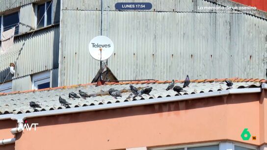 En las cercan&iacute;as de la Plaza de Espa&ntilde;a de A Coru&ntilde;a, los vecinos han llegado al l&iacute;mite ante la plaga de palomas y gaviotas que han anidado en una casa abandonada. A esto se une que hay personas que les est&aacute;n dando de comer.