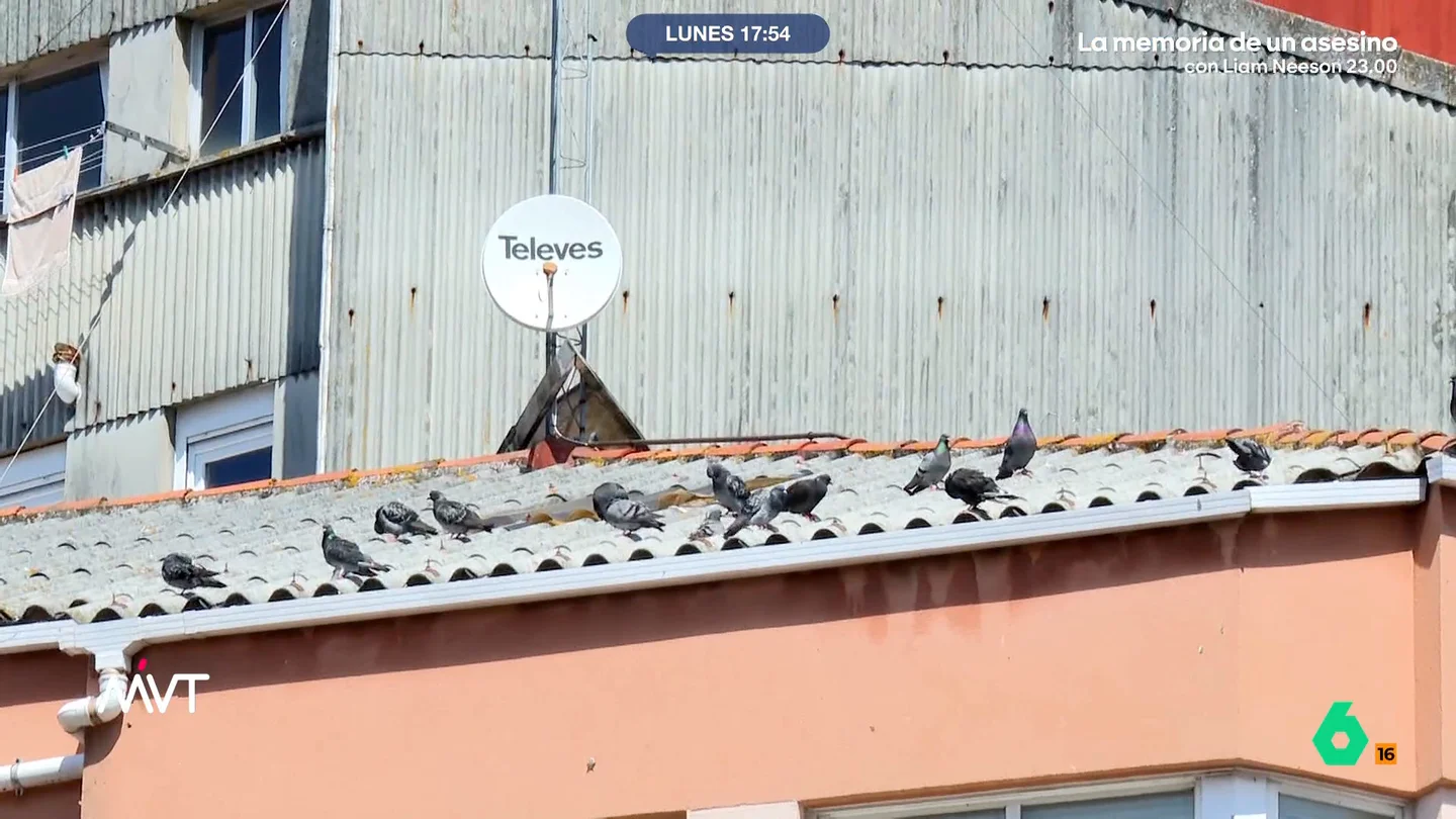 Tiras de colores, pinchos y golpes de vara: los vecinos de A Coruña declaran la guerra a las palomas y las gaviotas En las cercanías de la Plaza de España de A Coruña, los vecinos han llegado al límite ante la plaga de palomas y gaviotas que han anidado en una casa abandonada. A esto se une que hay personas que les están dando de comer.