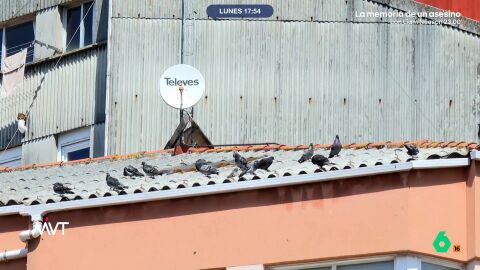 En las cercan&iacute;as de la Plaza de Espa&ntilde;a de A Coru&ntilde;a, los vecinos han llegado al l&iacute;mite ante la plaga de palomas y gaviotas que han anidado en una casa abandonada. A esto se une que hay personas que les est&aacute;n dando de comer.