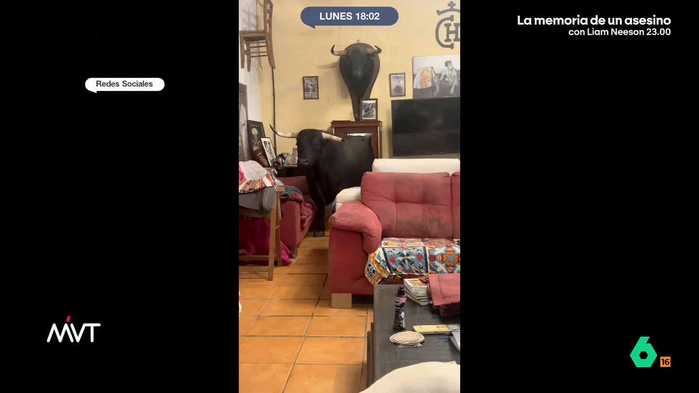 Esta es la historia de Tamariz, un toro bravo que es uno más en la familia del torero José Ramón García 'Chechu' El animal fue rechazado por su madre al nacer. Esto hizo que fuera criado a biberón por el diestro, lo que creo un fuerte vínculo entre ambos.