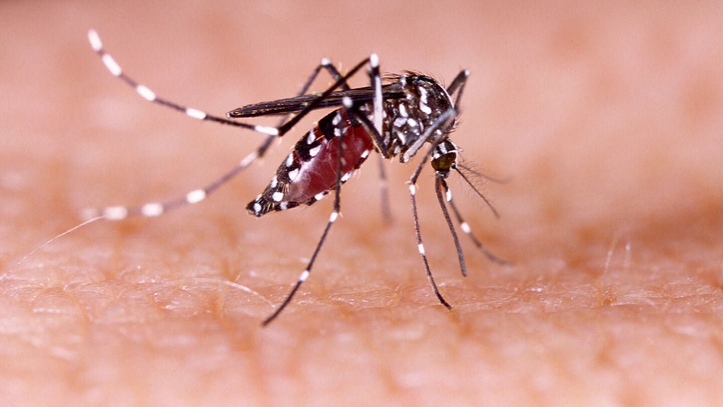 Mosquito Aedes aegypti