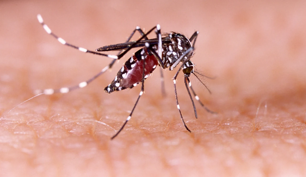 Mosquito Aedes aegypti