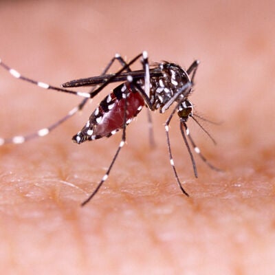 Mosquito Aedes aegypti