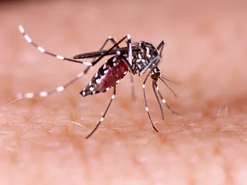 Mosquito Aedes aegypti Mosquito Aedes aegypti