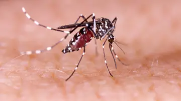 Mosquito Aedes aegypti Mosquito Aedes aegypti