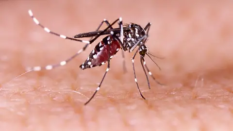 Mosquito Aedes aegypti Mosquito Aedes aegypti