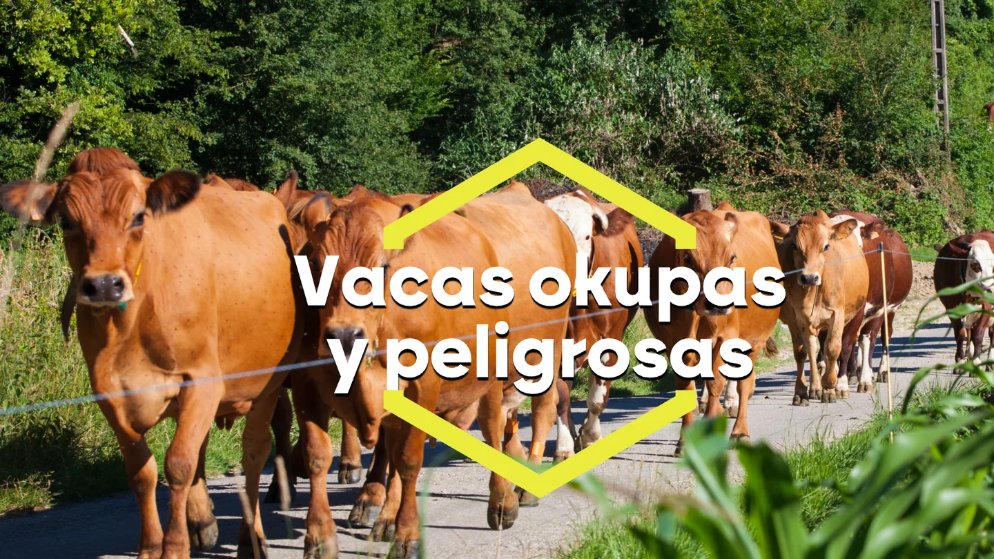 'Vacas okupas' en Galicia: vecinos de Corexo se movilizan hartos de tener ganado suelto por sus calles y carreteras 'Vacas okupas' en Galicia: vecinos de Corexo se movilizan hartos de tener ganado suelto por sus calles y carreteras