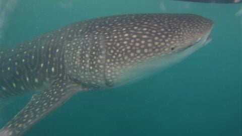 Tiburón ballena