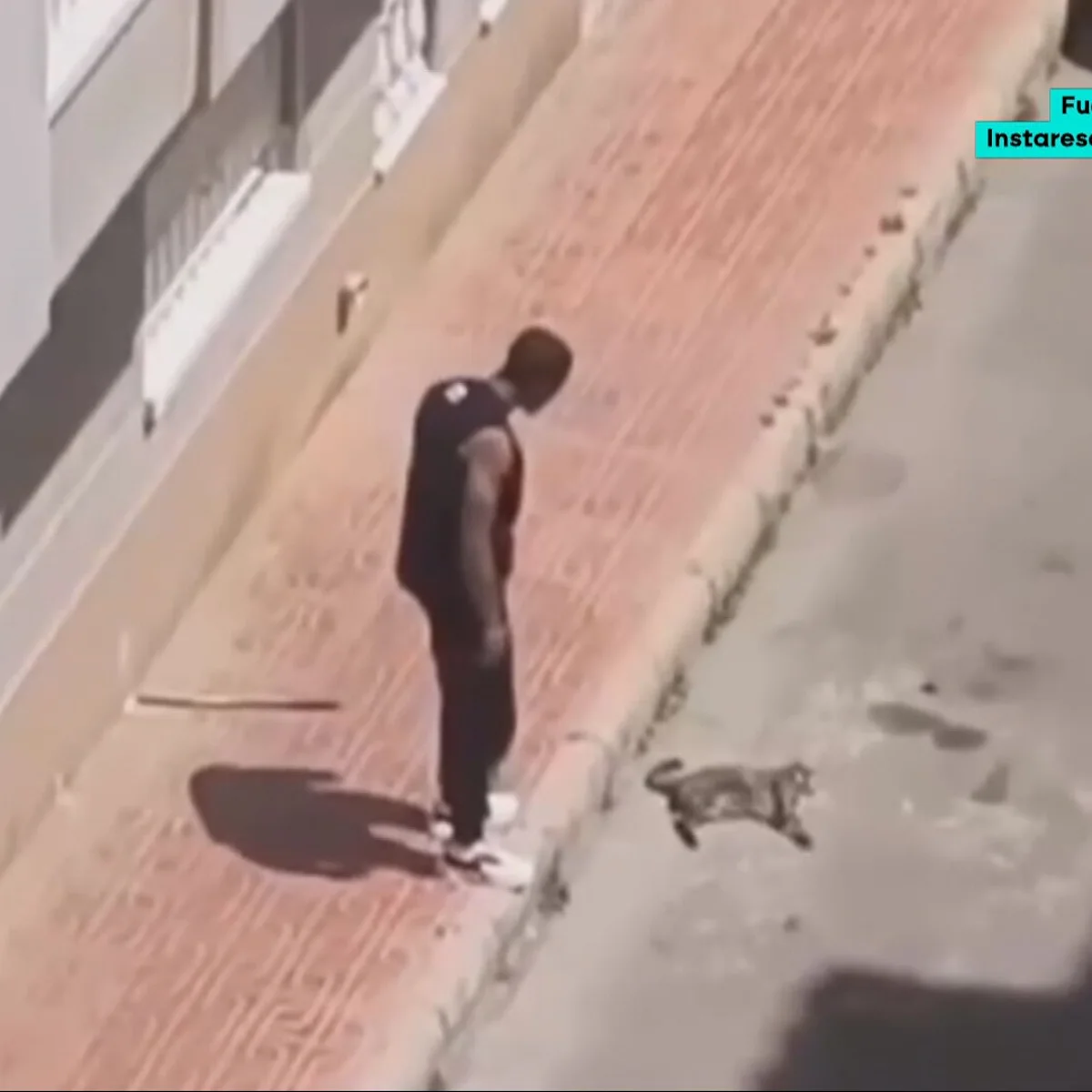 Condenado por violencia vicaria un hombre que mató a golpes al gato de su expareja en Torrevieja