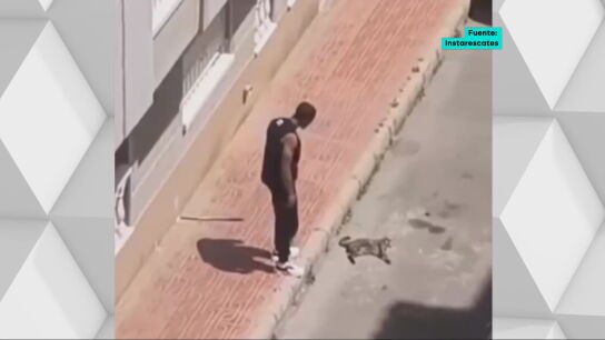 El hombre que mat&oacute; al gato de su expareja