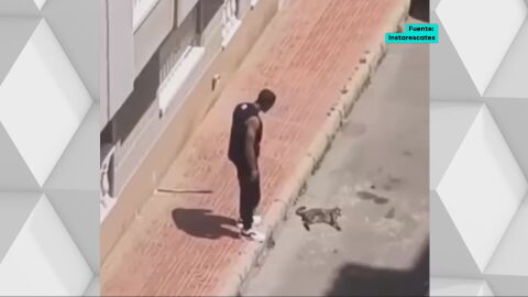El hombre que mat&oacute; al gato de su expareja