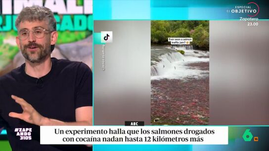 El veterinario explica que un grupo de investigadores quer&iacute;an saber qu&eacute; ocurre cuando se expone a estos peces a los metabolitos de la coca&iacute;na que llegan a los r&iacute;os y lagos a trav&eacute;s de las aguas residuales. 