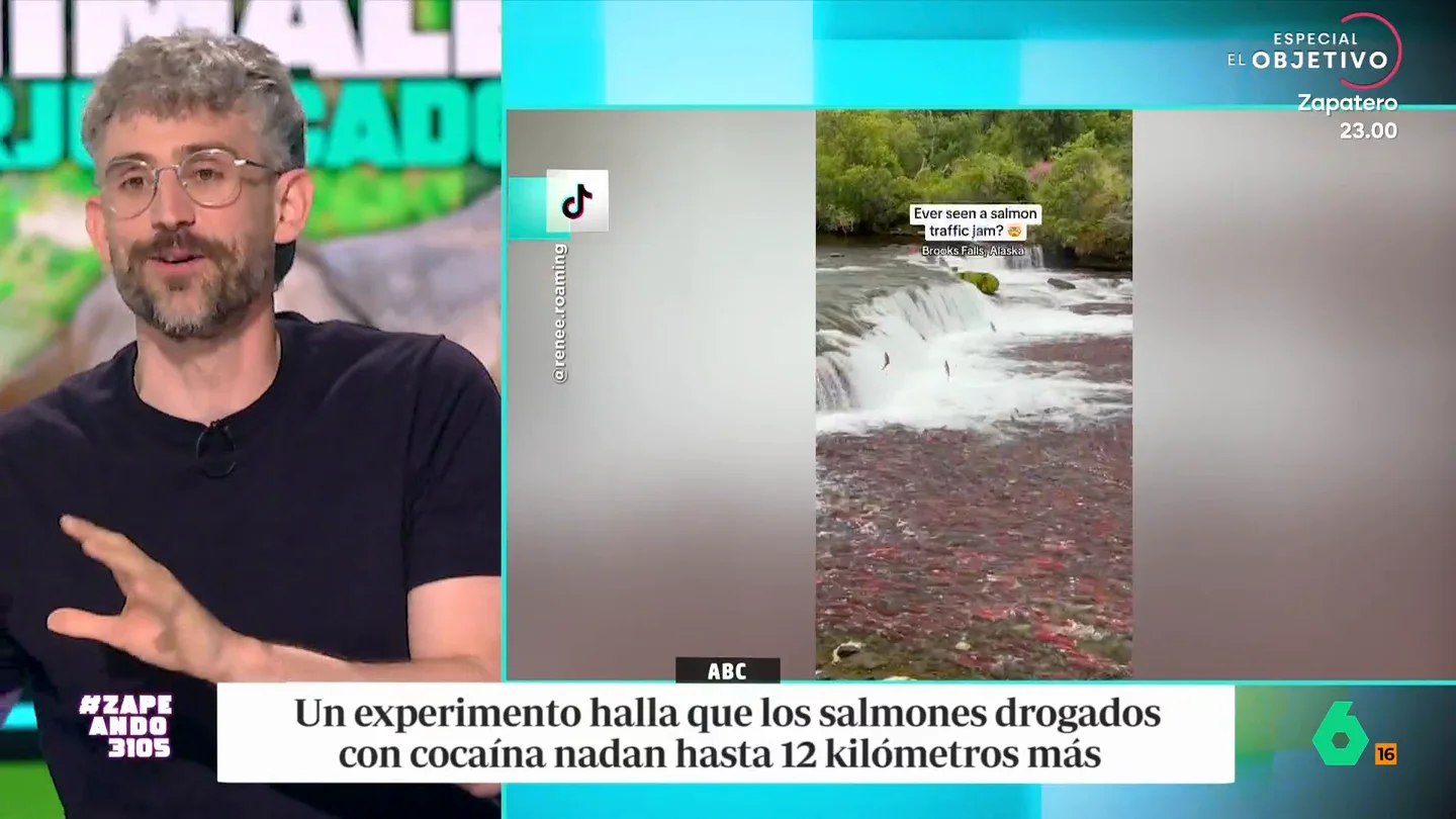 Víctor Algra explica el curioso caso de los salmones suecos drogados: son capaces de nadar hasta 12 kilómetros más El veterinario explica que un grupo de investigadores querían saber qué ocurre cuando se expone a estos peces a los metabolitos de la cocaína que llegan a los ríos y lagos a través de las aguas residuales.