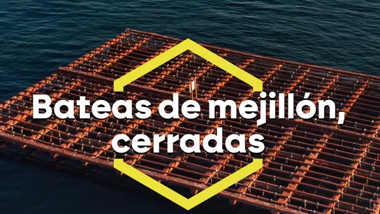 Sin mejillón en Galicia: los altos niveles de una toxina provocan el cierre de casi 3.500 bateas Sin mejillón en Galicia: los altos niveles de una toxina provocan el cierre de casi 3.500 bateas