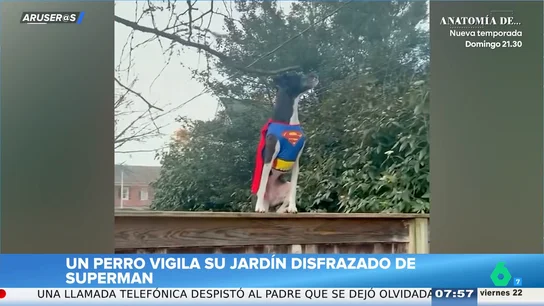 El divertido viral del perro que se cree 'Superman' y vigila el jardín El divertido viral del perro que se cree 'Superman' y vigila el jardín