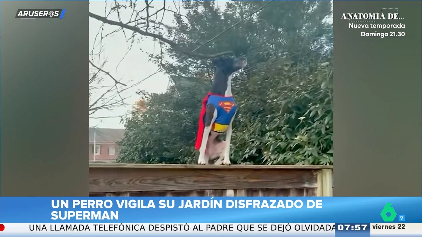 El divertido viral del perro que se cree 'Superman' y vigila el jardín El divertido viral del perro que se cree 'Superman' y vigila el jardín
