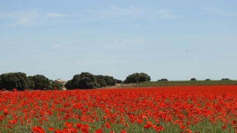 Campo de amapolas en Pedro Muñoz