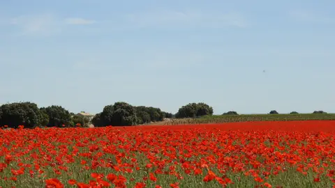Campo de amapolas en Pedro Muñoz Campo de amapolas en Pedro Muñoz