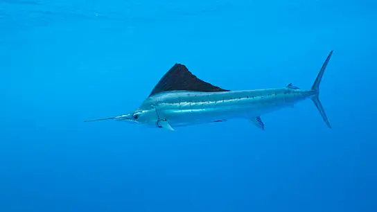 Insólito ataque de un pez espada a un surfista: ¡Atraviesa su corazón y sigue vivo! Insólito ataque de un pez espada a un surfista: ¡Atraviesa su corazón y sigue vivo!