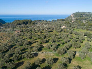 Olivos en la Serra de Tramuntana