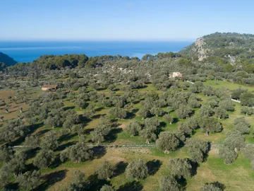 Olivos en la Serra de Tramuntana Olivos en la Serra de Tramuntana