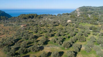 Olivos en la Serra de Tramuntana