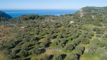Olivos en la Serra de Tramuntana Olivos en la Serra de Tramuntana