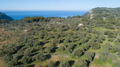 Olivos en la Serra de Tramuntana Olivos en la Serra de Tramuntana