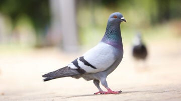 Paloma