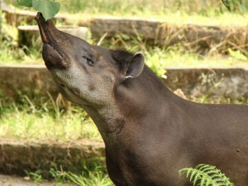 Tapir