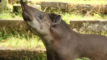 Tapir Tapir