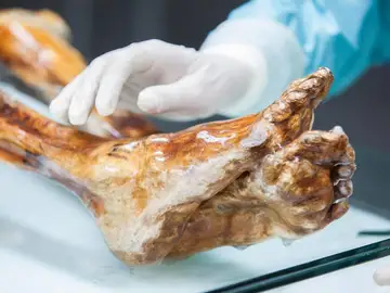 Imagen de los pies de la momia del Özti, que se conserva en una cámara frigorífica a una temperatura constante de -6°C y una humedad relativa del 99% Imagen de los pies de la momia del Özti, que se conserva en una cámara frigorífica a una temperatura constante de -6°C y una humedad relativa del 99%