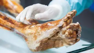 Imagen de los pies de la momia del Özti, que se conserva en una cámara frigorífica a una temperatura constante de -6°C y una humedad relativa del 99% Imagen de los pies de la momia del Özti, que se conserva en una cámara frigorífica a una temperatura constante de -6°C y una humedad relativa del 99%