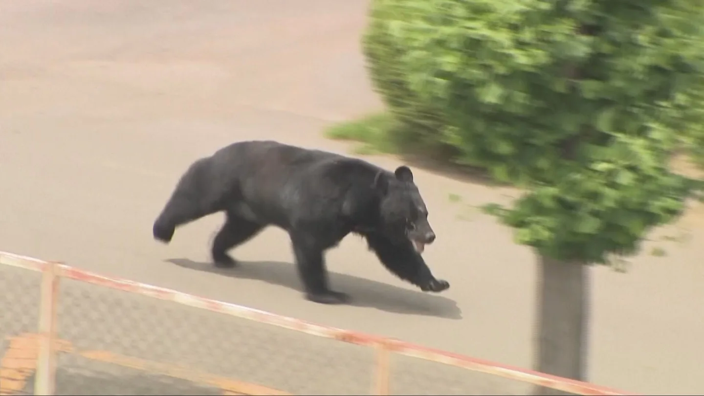 Oso Oso