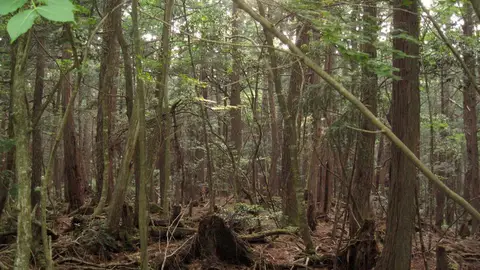 Aokigahara Aokigahara