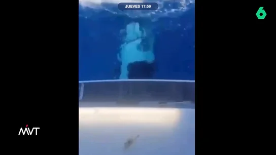 Un grupo de orcas ataca una embarcación frente a la costa de Marbella: los animales estarían jugando El Ministerio para la Transición Ecológica tiene una guía en su página web en la que explican cómo actuar ante un suceso de este tipo. La institución señala que se debe evitar llamar su atención o hacer excesivo ruido.