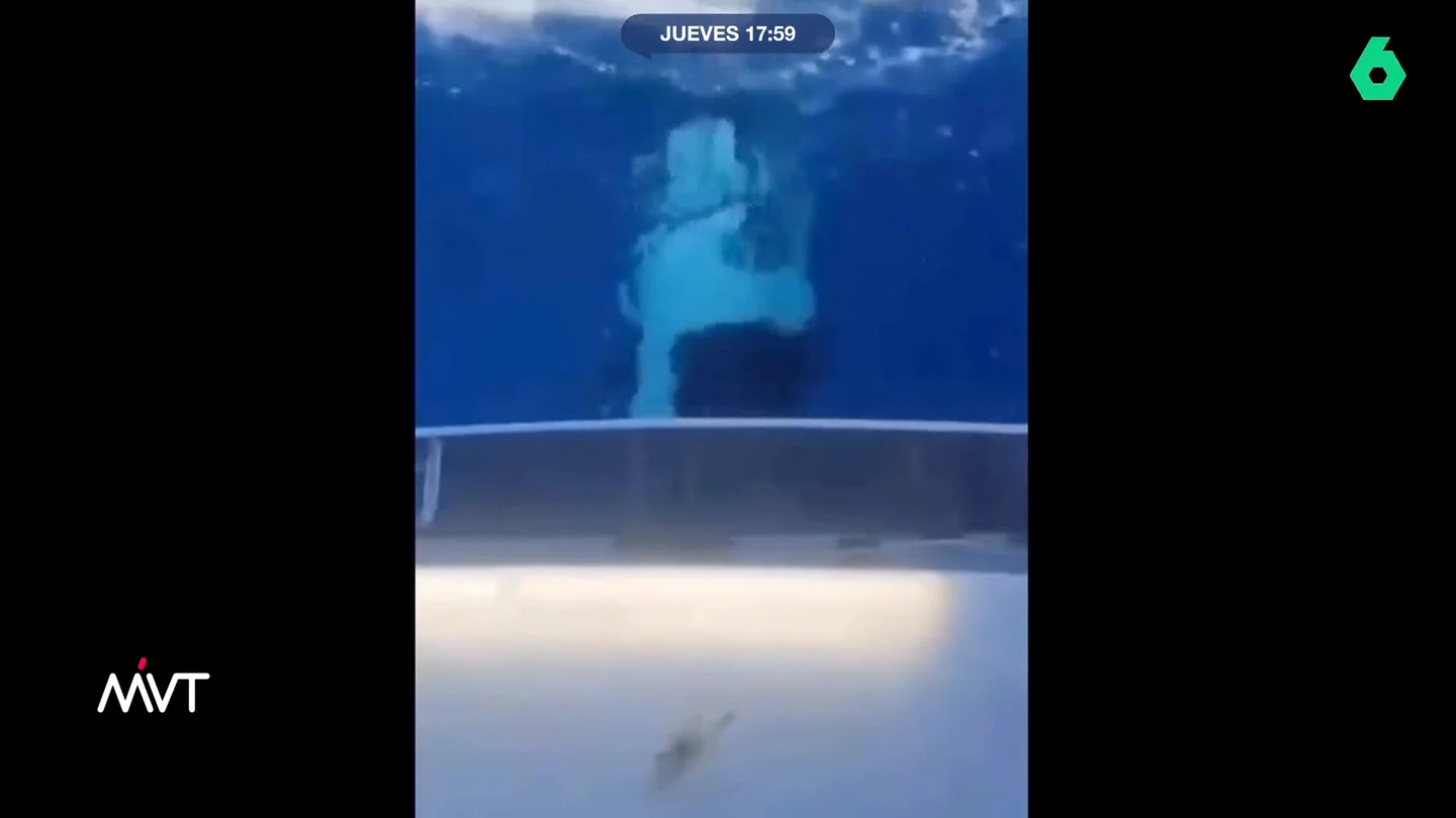 Un grupo de orcas ataca una embarcación frente a la costa de Marbella: los animales estarían jugando El Ministerio para la Transición Ecológica tiene una guía en su página web en la que explican cómo actuar ante un suceso de este tipo. La institución señala que se debe evitar llamar su atención o hacer excesivo ruido.