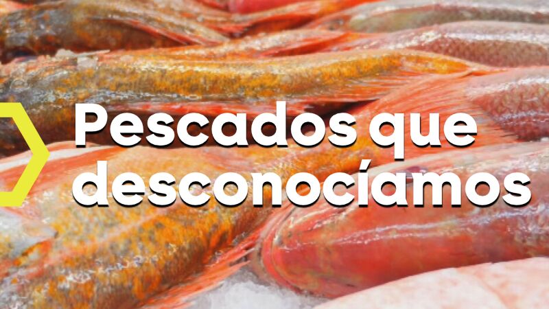 El rufo, la galera o el pez cinta: los nuevos peces que llegan a nuestros mercados por el calentamiento global