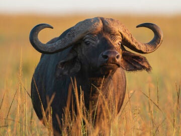 B&uacute;falo
