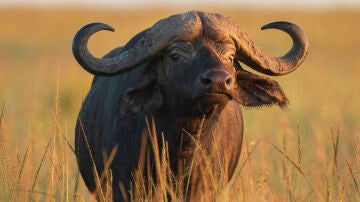 B&uacute;falo
