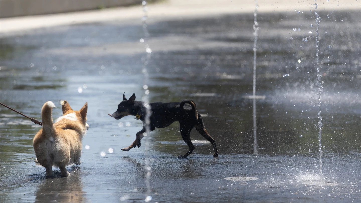 Imagen de archivo. Perros juegan con el agua. Imagen de archivo. Perros juegan con el agua.