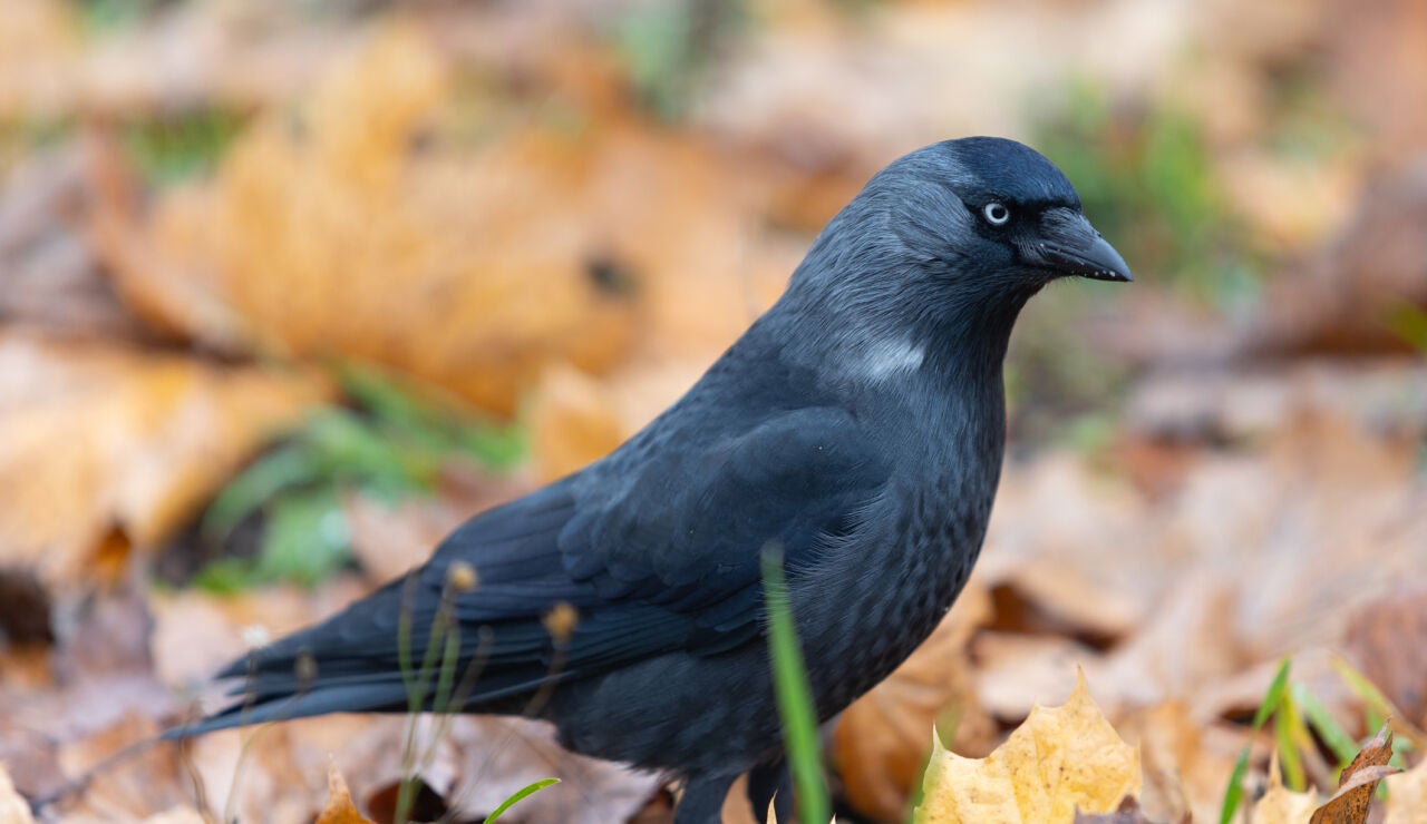 Grajilla